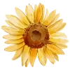 🌼