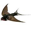 🪶
