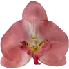 🌺