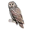 🦉