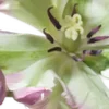 🪷