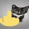 😼