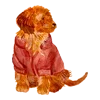 🐶