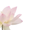 🌸