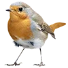 🪶