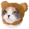 🐻