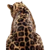 🐆