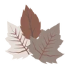 🍁