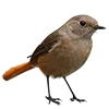 🪶