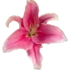🌸