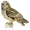 🦉