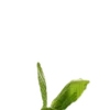 💚
