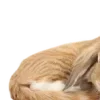 🐱