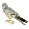 🦅