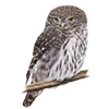 🦉
