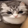 🐱