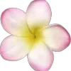 🌺