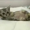 💤