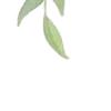 🌿