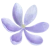 🌸