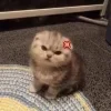 😠