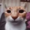 🗿