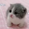 🥺