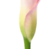 🌷