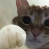 👊