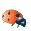 🐞