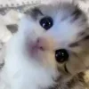 👁