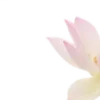 🌸
