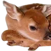 🦌