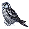 🦉