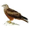 🦅