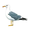 🪶