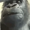 🐒