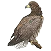 🦅