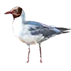 🪶