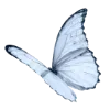 🦋