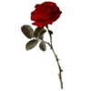 🥀