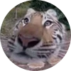 🐅