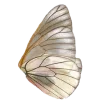 🦋