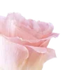 🌸