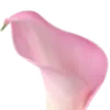 🌷