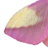 💖