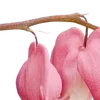 🌺