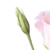 🌸