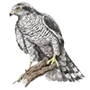 🦅