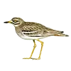 🪶